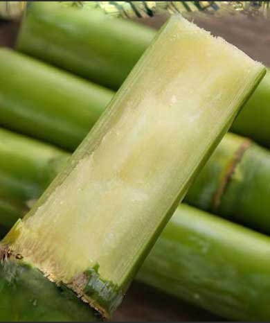 Natural growing sugarcane